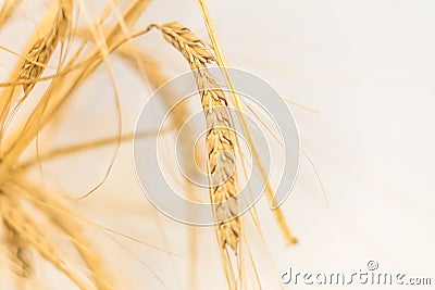 Closeup of ears of wheat on white background, selective focus Stock Photo