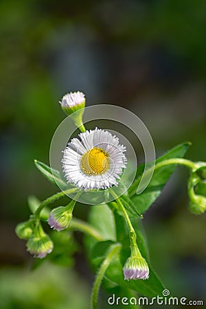 Closeup of a Eastern Daisy Fleabane, Erigeron annuus Stock Photo