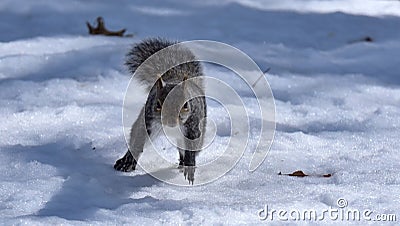 Closeup of an eastern gray squirrel (Sciurus carolinensis) on the snow in New Brighton, Minnesota Stock Photo