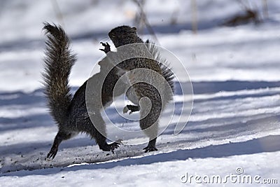 Closeup of eastern gray squirrels (Sciurus carolinensis) on the snow in New Brighton, Minnesota Stock Photo