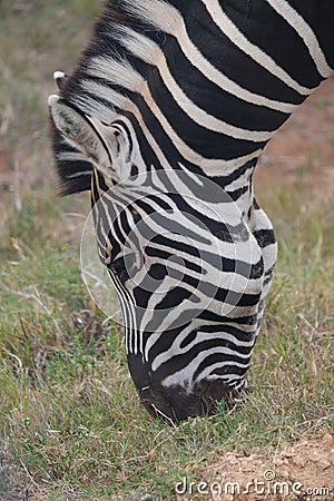 Closeup of an eating Zebra Stock Photo