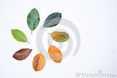 Closeup eaves in different color and age of the jackfruit tree leaves. Stock Photo