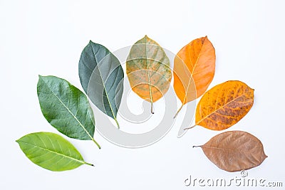 Closeup eaves in different color and age of the jackfruit tree leaves. Stock Photo