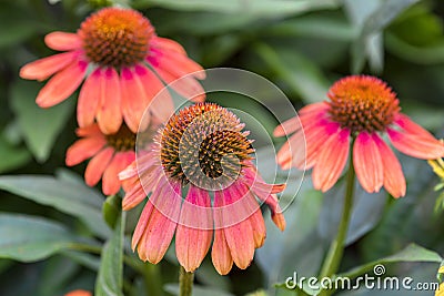 Echinacea Coneflower With Droopy Petals Stock Photo