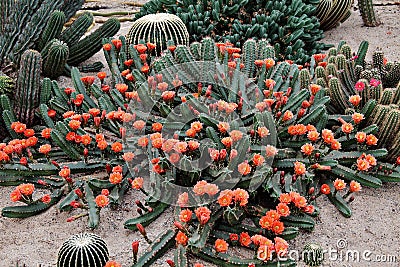 Closeup of Echinocereus polyacanthus flowers in the desert garden Stock Photo