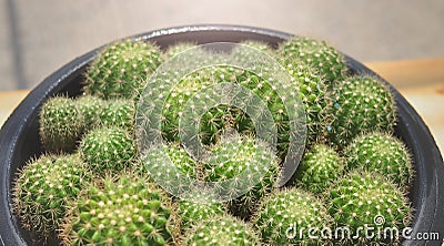 Closeup Echinopsis calochlora cactus Stock Photo