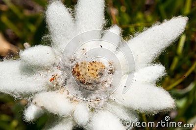 Closeup of Edelweiss flower in Ciucas Mountains, Romanian Carpathians Stock Photo