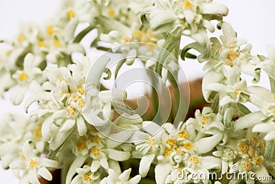 Closeup of edelweiss flowers in a circle Stock Photo