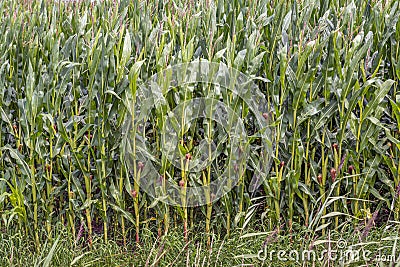 On the edge of a corn field Stock Photo