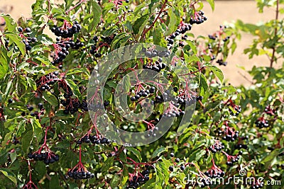 Closeup of an elderberry bush with ripe berries Stock Photo