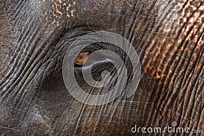 Closeup of elephants eye and hairy skin Stock Photo