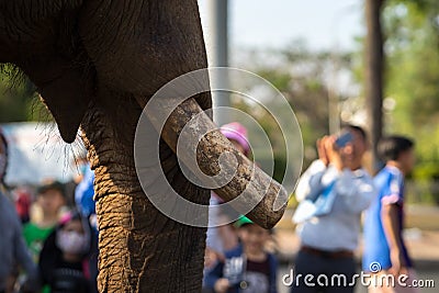 Closeup of an elephants tusks. Raised elephant Stock Photo