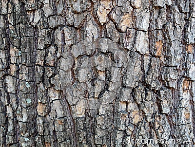 Closeup Embossed Tree Bark Texture For Background or Overlay Stock Photo
