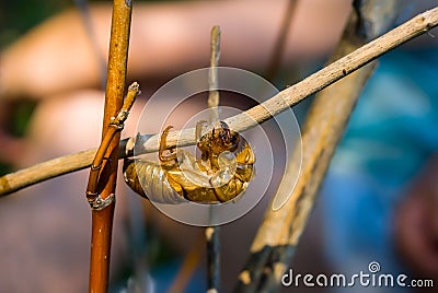 Closeup empty cicada shell on a tree branch Stock Photo