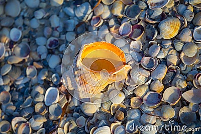 closeup empty marine shell lie on the sea beach Stock Photo