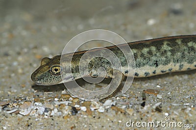 Closeup on an endangered European Sardinian brook salamander, Euproctus platycephalus Stock Photo