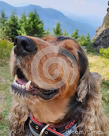 Closeup of an English Cocker Spaniel, Sable variety Editorial Stock Photo