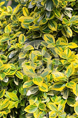 Closeup of euonymus fortunei - background, texture Stock Photo