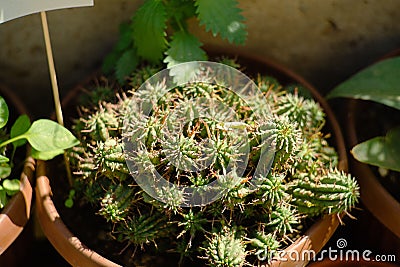 Closeup of Euphorbia mammillaris with other plants in the garden. Stock Photo