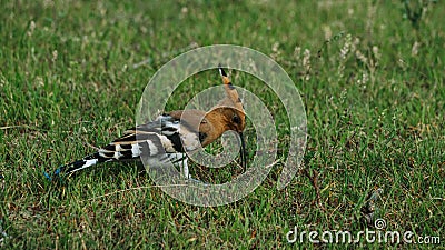 Closeup of Eurasian hoopoe perching on grassland Stock Photo