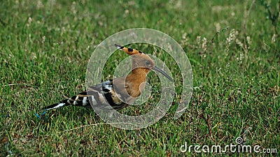 Closeup of Eurasian hoopoe perching on grassland Stock Photo