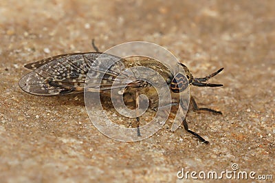 Closeup on a European horse or cleg fly, italica sitting on stone Stock Photo