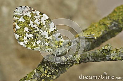 Closeup on a European Orange tip butterfly, Anthocharis cardamines with closed colorful marbled wings Stock Photo