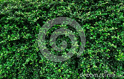 Closeup evergreen hedge plants. Small green leaves in heage wall texture background. Eco evergreen hedge wall. Ornamental plant in Stock Photo