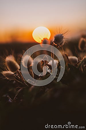 Closeup of exotic plants surrounded by greenery with a beautiful sunset on the blurry background Stock Photo