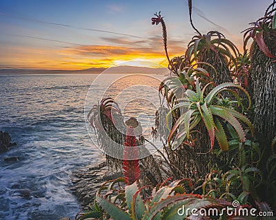 Closeup of exotic tropical plants in the foreground and a sea during sunset in the distance Stock Photo