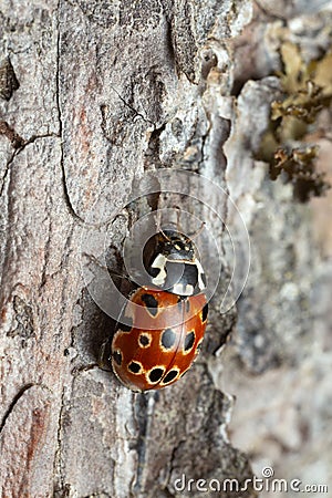 Eyed ladybug, Anatis Ocellata on pine bark Stock Photo