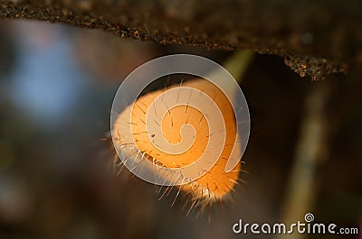 Eyelash Cup Fungi Growing on Decayed Log in the Rainforest of Thailand Stock Photo