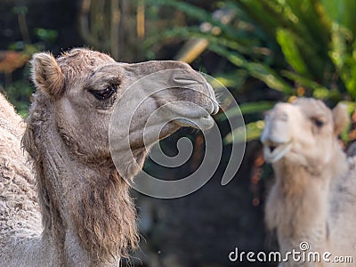 Face of Arabian camel or Dromedary (Camelus dromedarius) the tallest of the three species of camel. Stock Photo