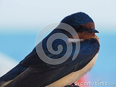 Closeup of face of barn swallow, Hirundo rustica Stock Photo