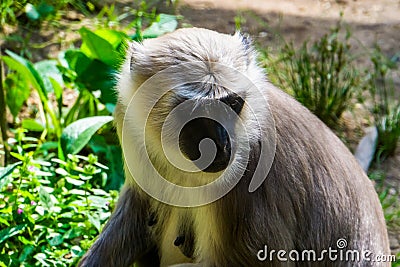 Closeup of the face of a bengal hanuman langur, tropical monkey from Bangladesh Stock Photo