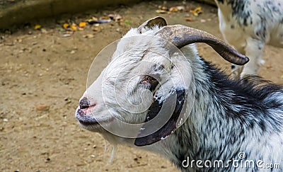 Closeup of the face of a damara goat, African sheep breed from Damaraland in Namibia Stock Photo
