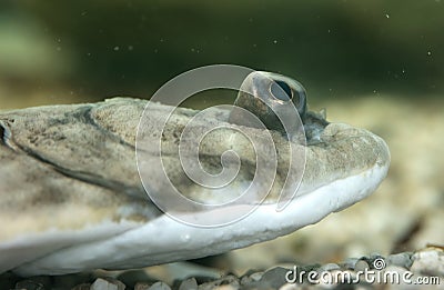 Closeup of the face of a european plaice, common and popular flatfish Stock Photo