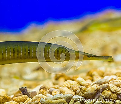 Closeup of the face of a greater pipe fish, funny fish with a long snout, tropical fish from the mediterranean sea Stock Photo