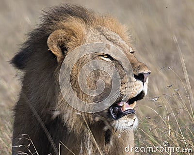 Closeup face of large male lion with teeth showing Stock Photo