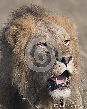 Closeup face of large male lion with teeth showing Stock Photo