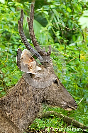 Closeup face of male Sambar deer in forest at Khao Yai, Nakhon Ratchasima, Korat, Thailand Stock Photo