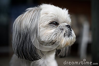 Closeup of the Face of a Shih Tzu Dog Stock Photo