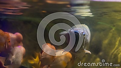 Closeup of the face of a silver arowana, tropical long fish swimming in the water, popular ornamental aquarium pet Stock Photo