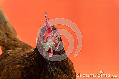 closeup the face of a teardrop hen on an orange background,copy space Stock Photo