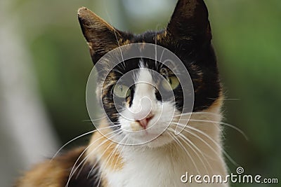 Closeup face of tricolor kitty Maneki Neko Stock Photo