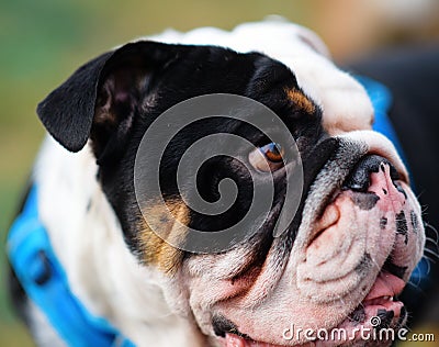 Closeup of the face of English/British Bulldog Dog looking at the side Stock Photo