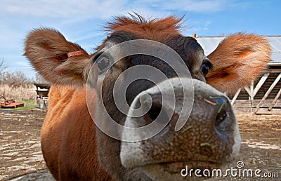 Closeup Face of Young Jersey Cow Heifer Stock Photo