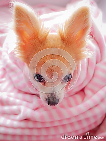 Closeup facing young brown puppy dog, Lovely chihuahua sleep in sweet pink blanket with flare warm backlight in winter Stock Photo