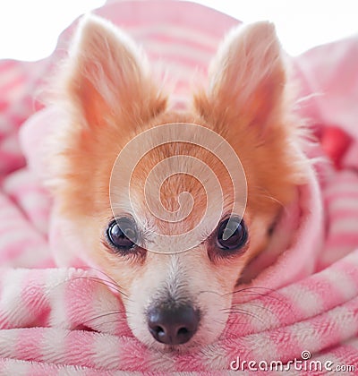 Closeup facing young brown puppy dog, Lovely chihuahua sleep in sweet pink blanket with flare warm backlight in winter Stock Photo