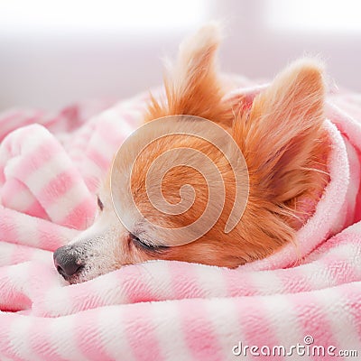 Closeup facing young brown puppy dog, Lovely chihuahua sleep in sweet pink blanket with flare warm light in winter season Stock Photo